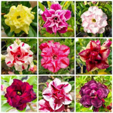 10 Thai Mixed 2 Adenium obesum Double layer (Desert Rose) Bonsai Seeds Fresh Flower New Seeds (Original Thai Seeds)